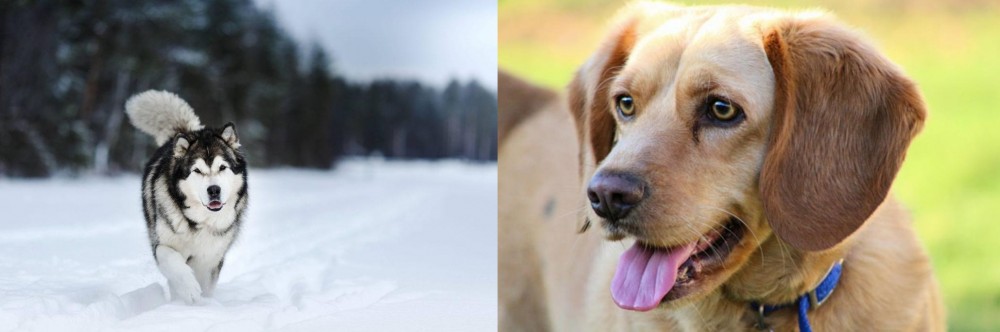Beago vs Siberian Husky - Breed Comparison