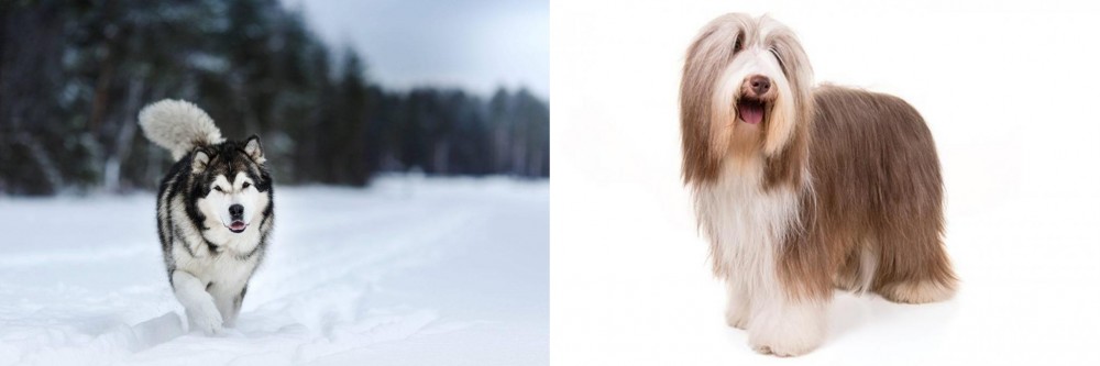 Bearded Collie vs Siberian Husky - Breed Comparison