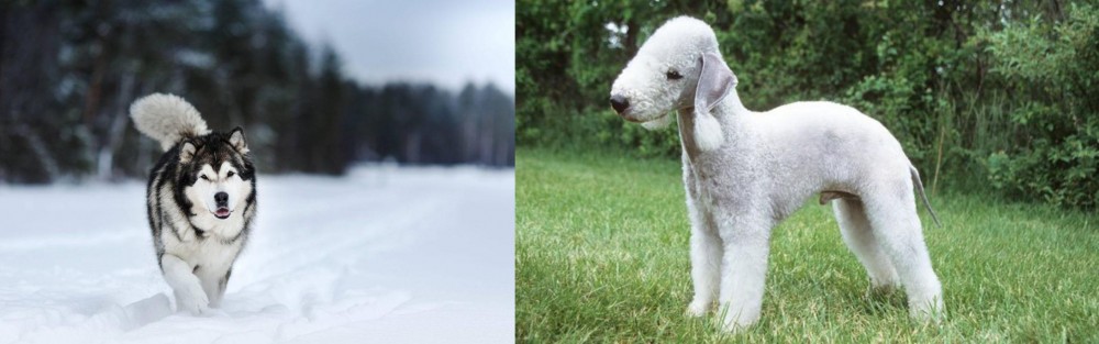 Bedlington Terrier vs Siberian Husky - Breed Comparison