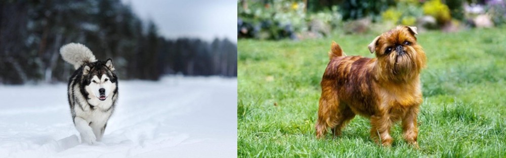 Belgian Griffon vs Siberian Husky - Breed Comparison