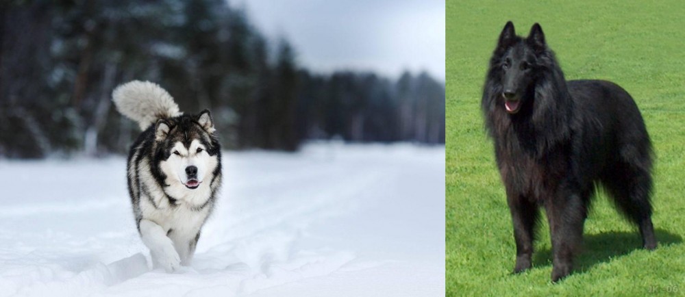 Belgian Shepherd Dog (Groenendael) vs Siberian Husky - Breed Comparison