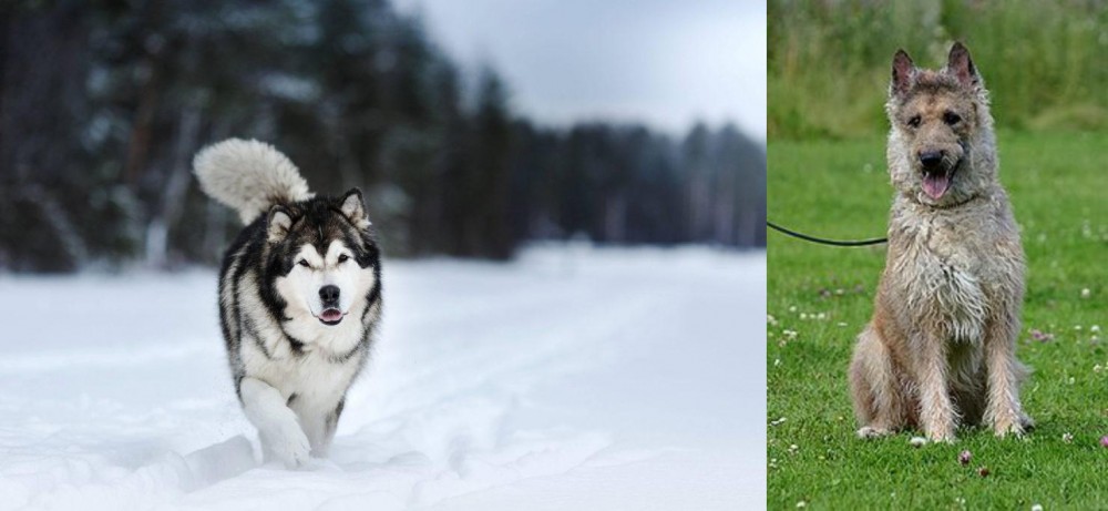 Belgian Shepherd Dog (Laekenois) vs Siberian Husky - Breed Comparison