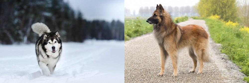 Belgian Shepherd Dog (Tervuren) vs Siberian Husky - Breed Comparison