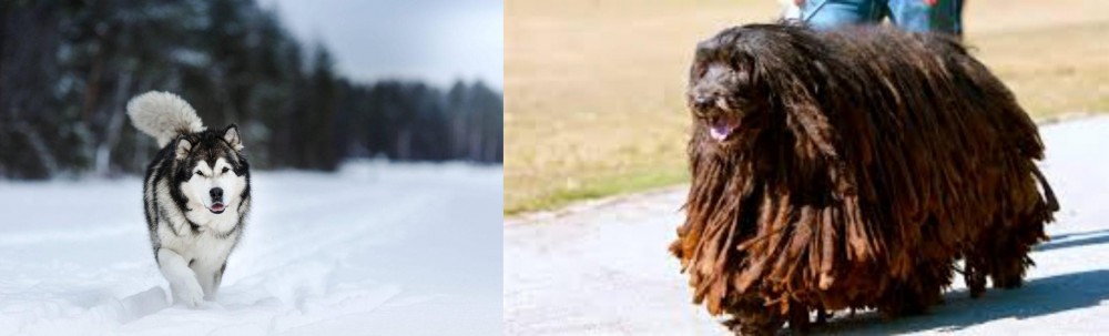 Bergamasco vs Siberian Husky - Breed Comparison