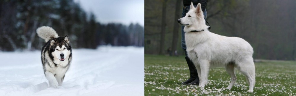 Berger Blanc Suisse vs Siberian Husky - Breed Comparison