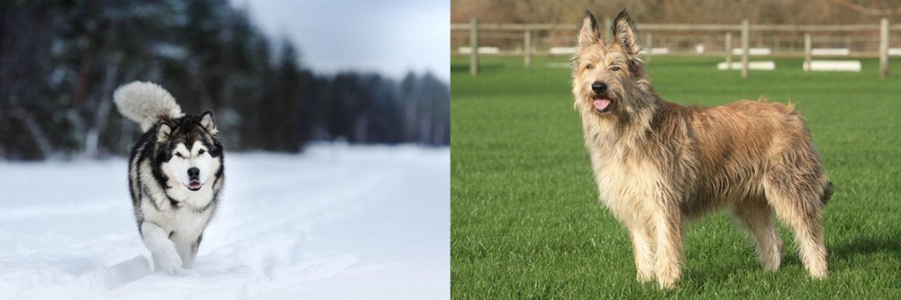 Berger Picard vs Siberian Husky - Breed Comparison