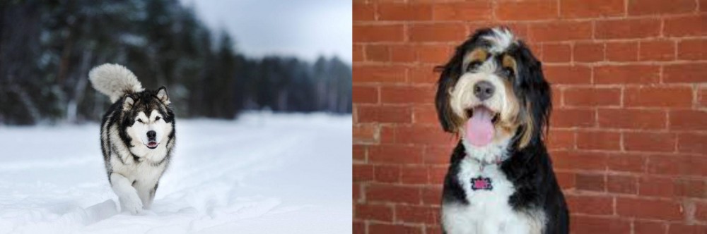 Bernedoodle vs Siberian Husky - Breed Comparison