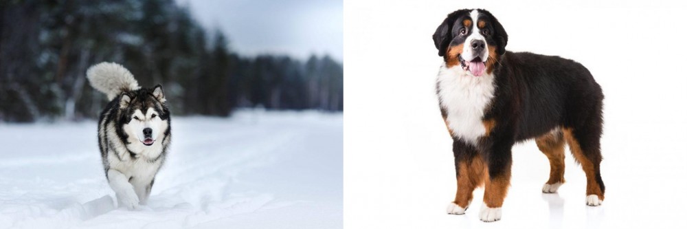 Bernese Mountain Dog vs Siberian Husky - Breed Comparison