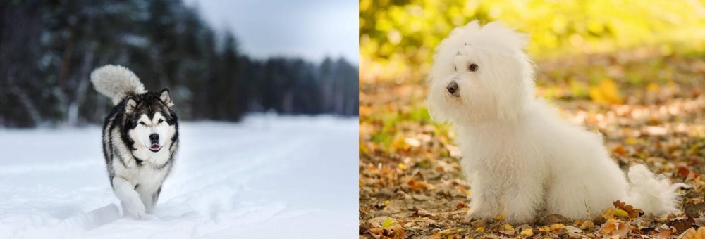 Bichon Bolognese vs Siberian Husky - Breed Comparison