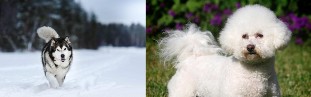 Bichon Frise vs Siberian Husky - Breed Comparison