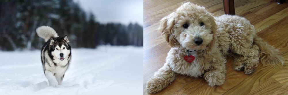Bichonpoo vs Siberian Husky - Breed Comparison