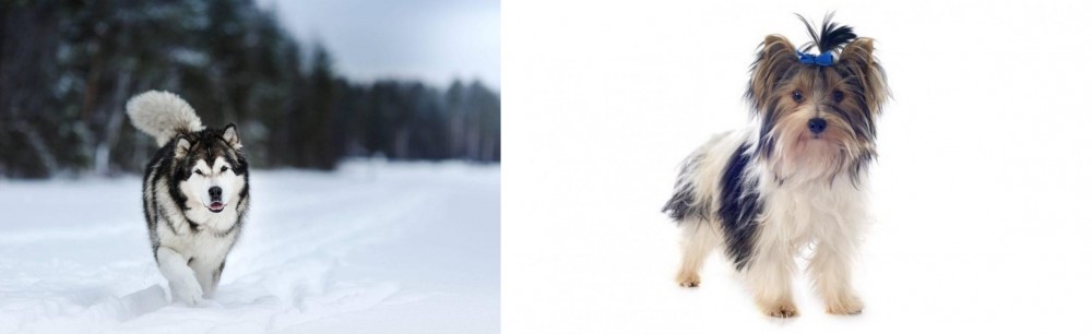 Biewer vs Siberian Husky - Breed Comparison