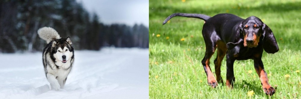 Black and Tan Coonhound vs Siberian Husky - Breed Comparison