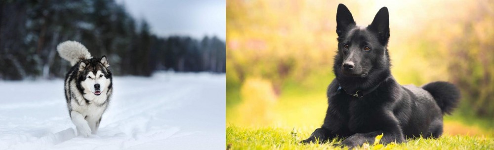 Black Norwegian Elkhound vs Siberian Husky - Breed Comparison