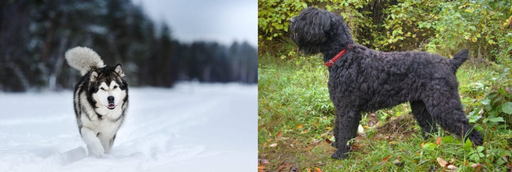 Black Russian Terrier vs Siberian Husky - Breed Comparison