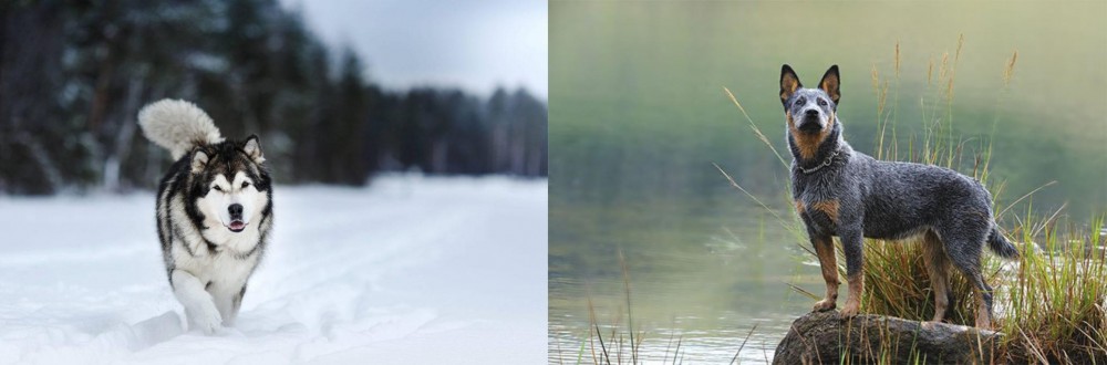 Blue Healer vs Siberian Husky - Breed Comparison