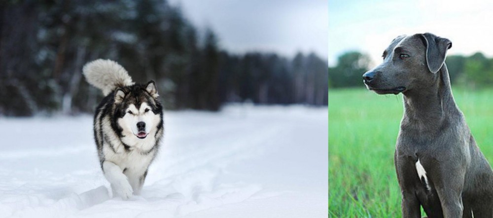 Blue Lacy vs Siberian Husky - Breed Comparison