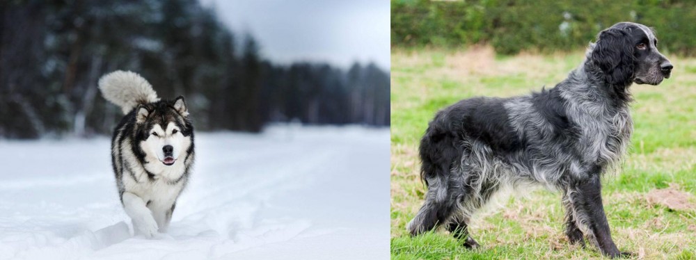 Blue Picardy Spaniel vs Siberian Husky - Breed Comparison
