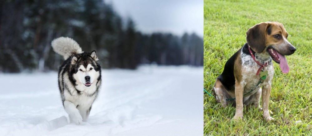 Bluetick Beagle vs Siberian Husky - Breed Comparison