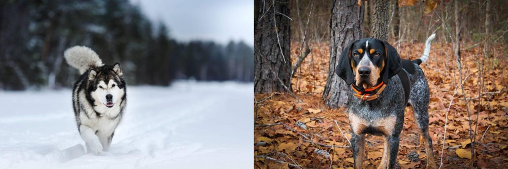 Bluetick Coonhound vs Siberian Husky - Breed Comparison