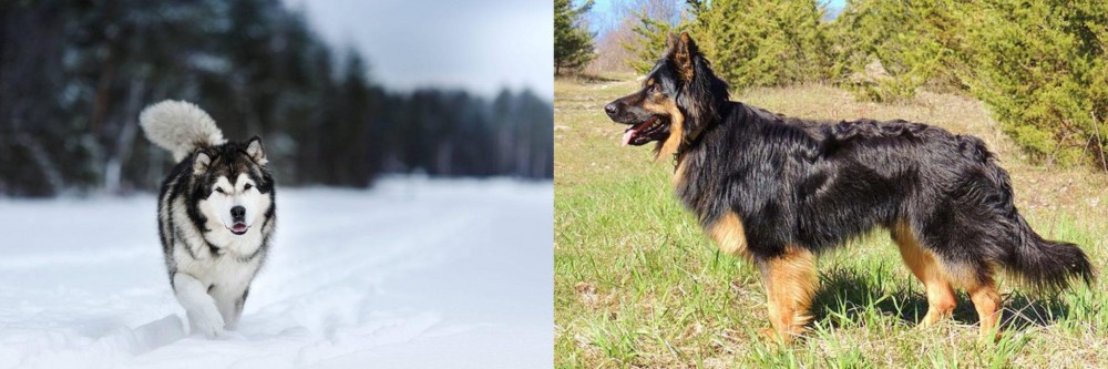 Bohemian Shepherd vs Siberian Husky - Breed Comparison