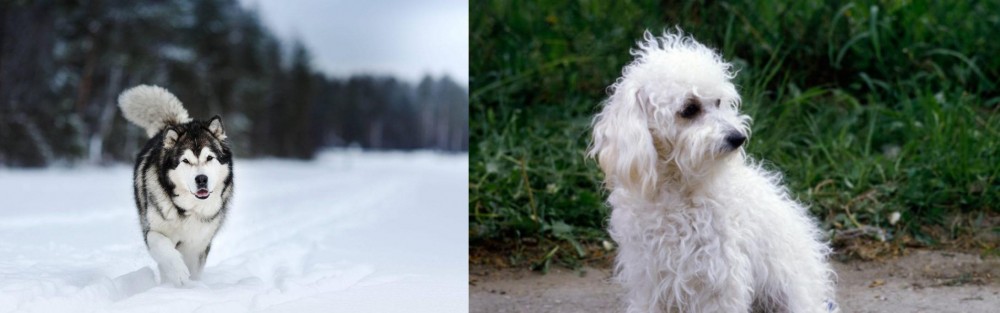 Bolognese vs Siberian Husky - Breed Comparison