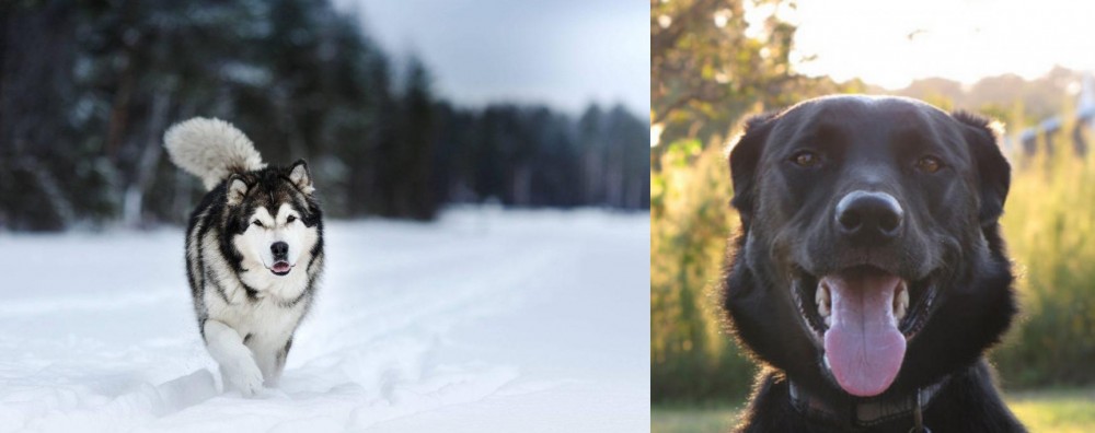 Borador vs Siberian Husky - Breed Comparison