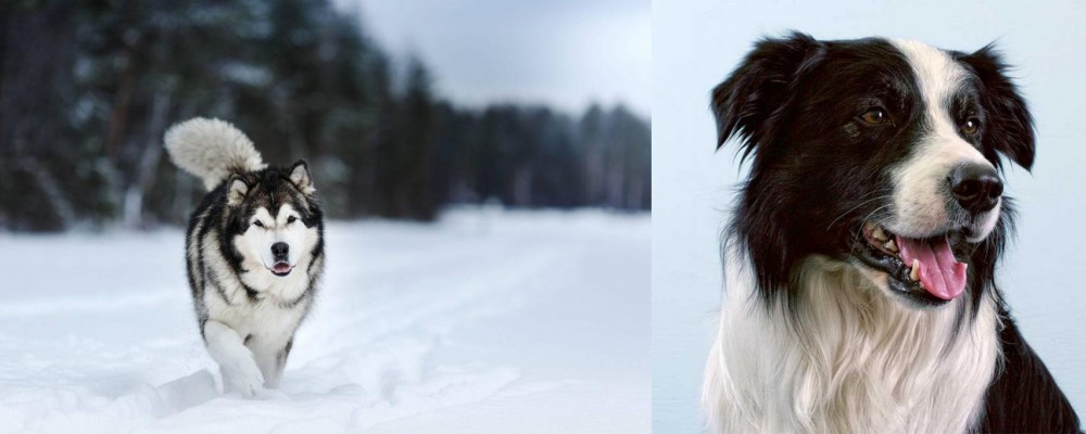 Border Collie vs Siberian Husky - Breed Comparison