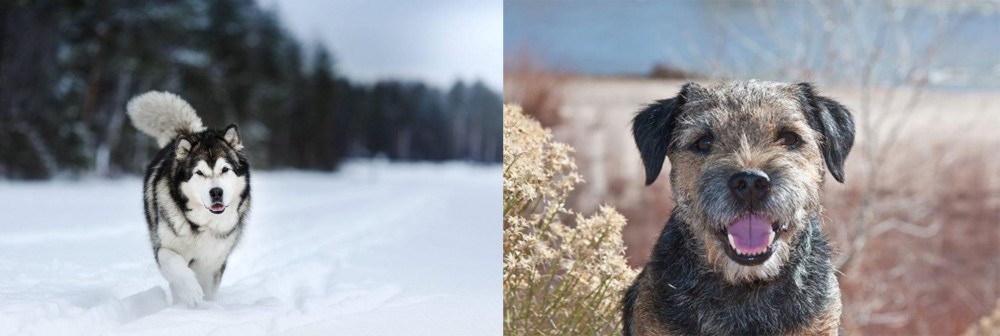 Border Terrier vs Siberian Husky - Breed Comparison