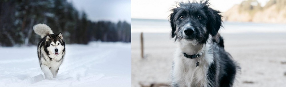 Bordoodle vs Siberian Husky - Breed Comparison