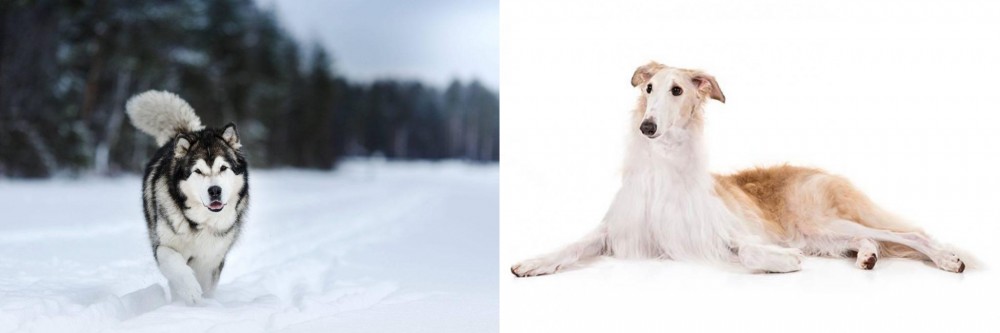 Borzoi vs Siberian Husky - Breed Comparison