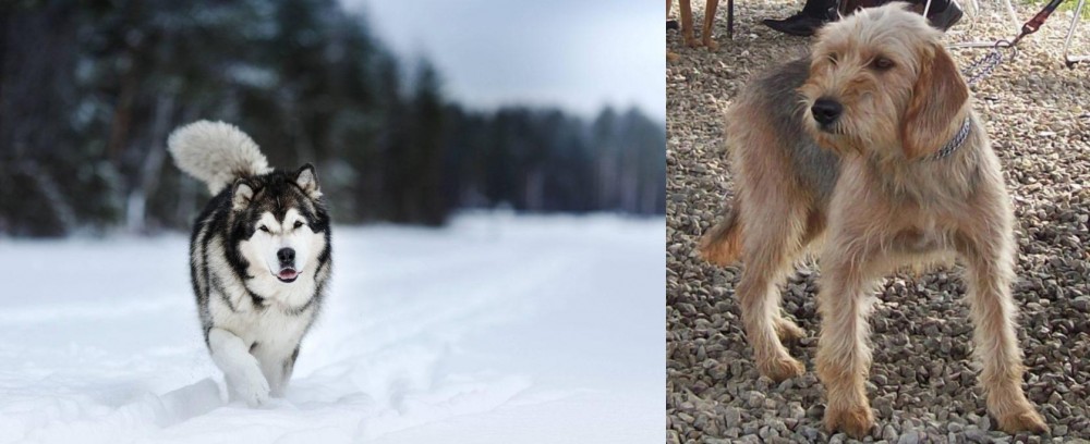 Bosnian Coarse-Haired Hound vs Siberian Husky - Breed Comparison