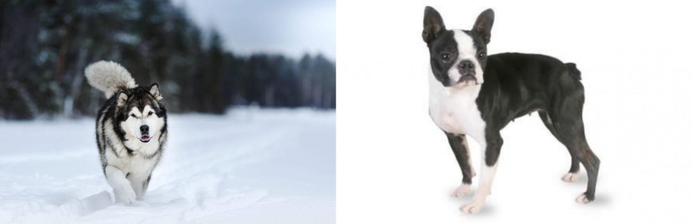 Boston Terrier vs Siberian Husky - Breed Comparison