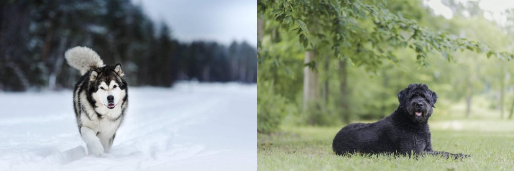 Bouvier des Flandres vs Siberian Husky - Breed Comparison