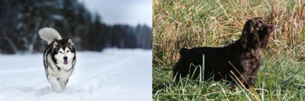 Boykin Spaniel vs Siberian Husky - Breed Comparison