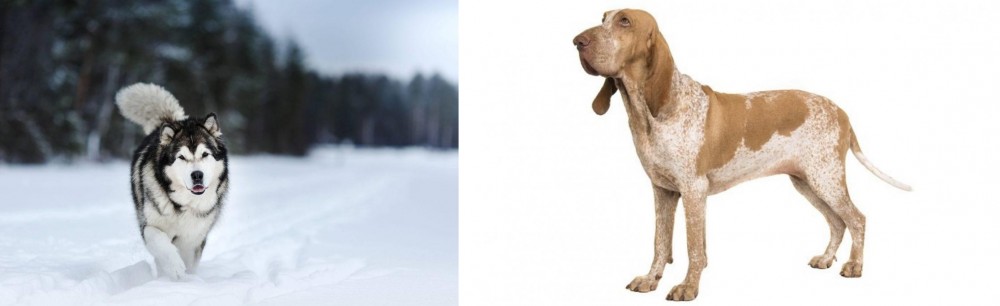 Bracco Italiano vs Siberian Husky - Breed Comparison