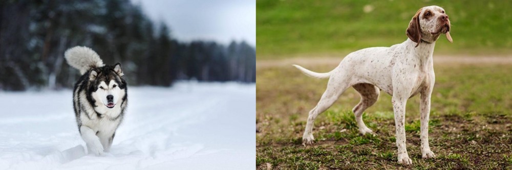 Braque du Bourbonnais vs Siberian Husky - Breed Comparison