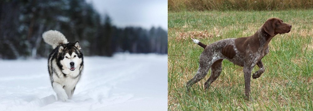 Braque Francais vs Siberian Husky - Breed Comparison