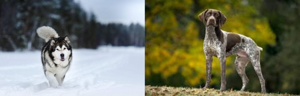 Braque Francais (Gascogne Type) vs Siberian Husky - Breed Comparison