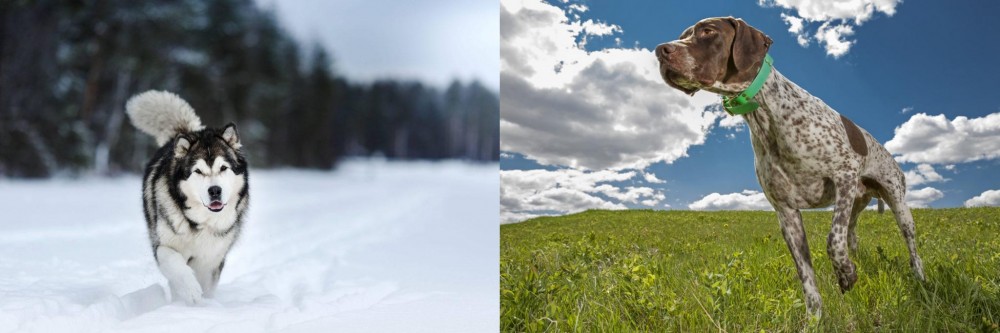 Braque Francais (Pyrenean Type) vs Siberian Husky - Breed Comparison