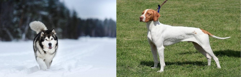 Braque Saint-Germain vs Siberian Husky - Breed Comparison