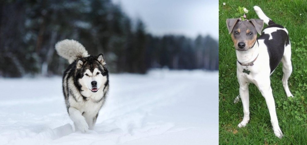 Brazilian Terrier vs Siberian Husky - Breed Comparison