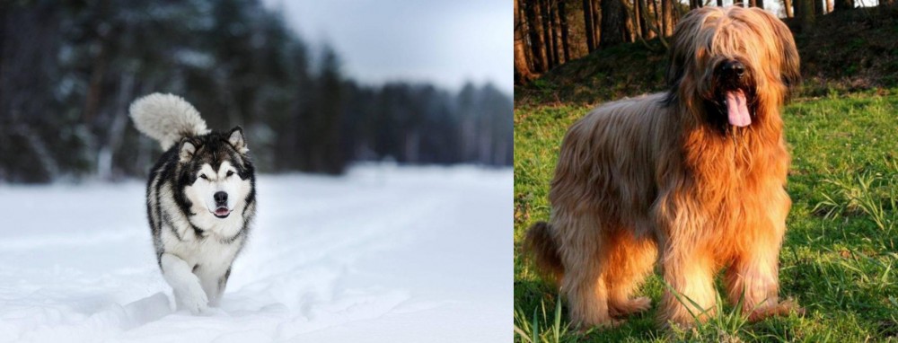 Briard vs Siberian Husky - Breed Comparison