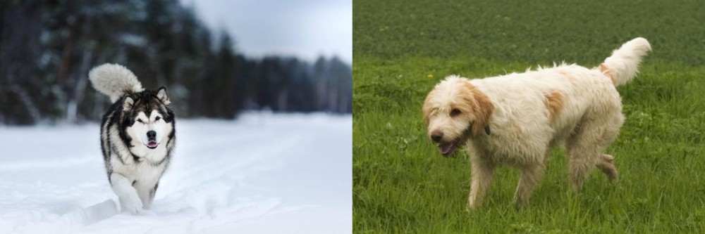Briquet Griffon Vendeen vs Siberian Husky - Breed Comparison
