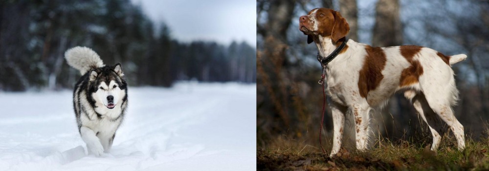 Brittany vs Siberian Husky - Breed Comparison