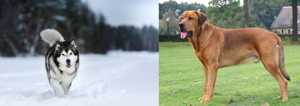 Broholmer vs Siberian Husky - Breed Comparison