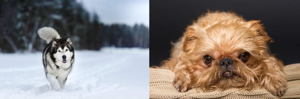 Brug vs Siberian Husky - Breed Comparison