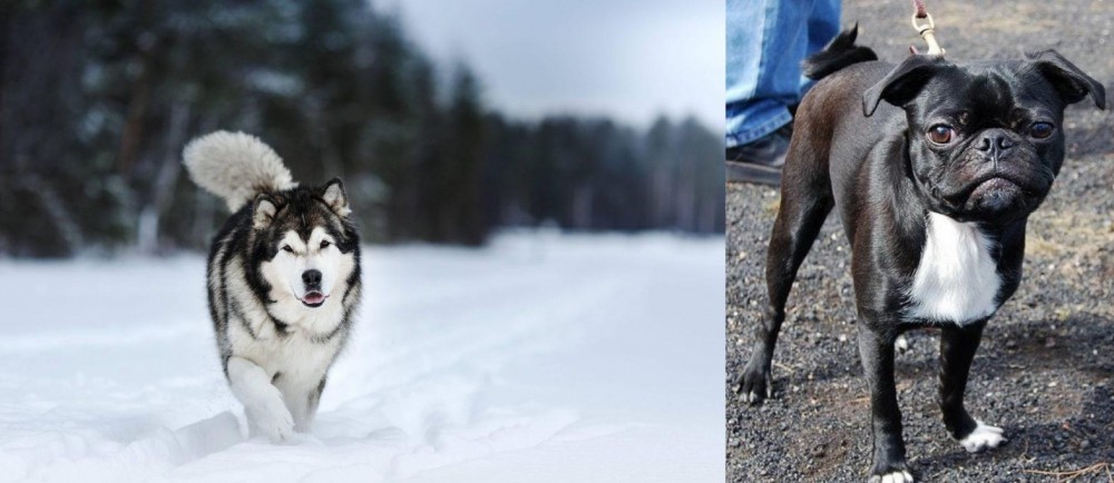 Bugg vs Siberian Husky - Breed Comparison