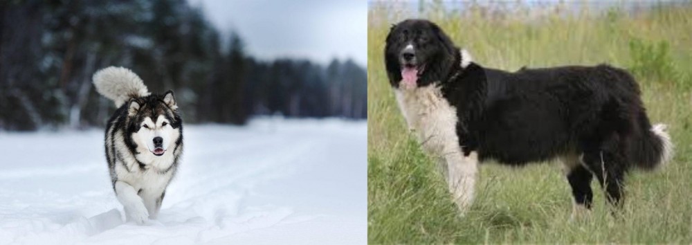 Bulgarian Shepherd vs Siberian Husky - Breed Comparison