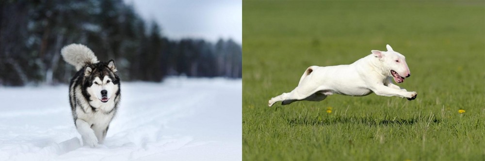 Bull Terrier vs Siberian Husky - Breed Comparison